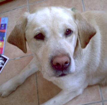 Homme mari� d�laiss� cherche sexe intense