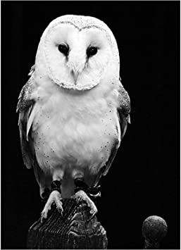 T�l�phone rose~violet~bleu~vert~jaune