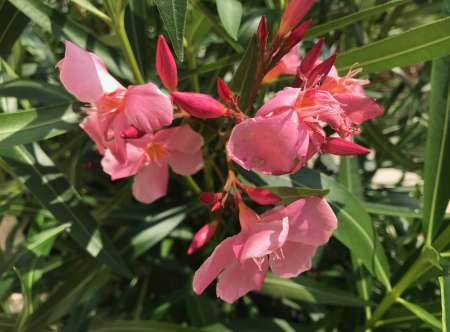 BEL HOMME BI ET DOCILE RECHERCHE COUPLE DOMINANT