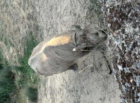 Pour femme M�re ou couple