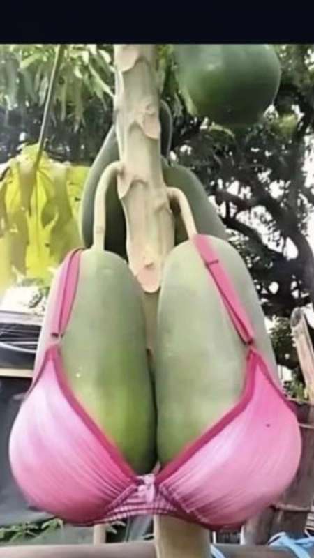 Laquelle de ces dames voudrais se faire sucer ?