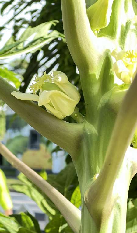 Homme m�r pour sexe