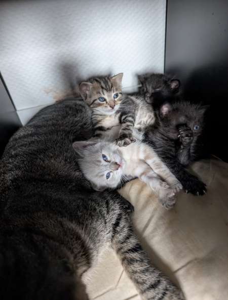 Couple ill�gitime pour une femme