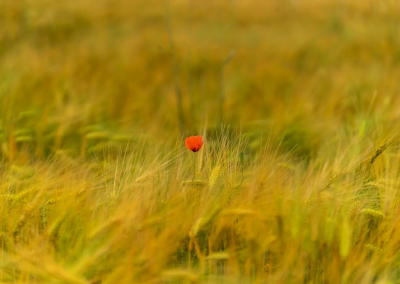 HOMME SODOMITE ACTIF POUR FEMME OU COUPLE