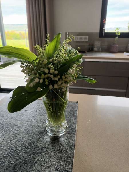 Senior recherche une Femme employ�e de maison.  