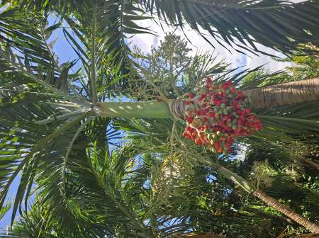 Soulag� vou mes dame